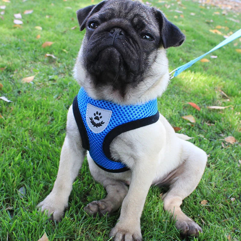 Adjustable Breathable Mesh Dog & Cat Harness with Leash