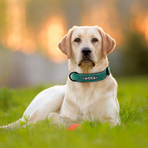 A golden Labrador dog wearing a green leather collar with a rose design, lying in green grass.