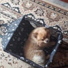 Hamac de voiture pour animaux de compagnie, étanche et transportable