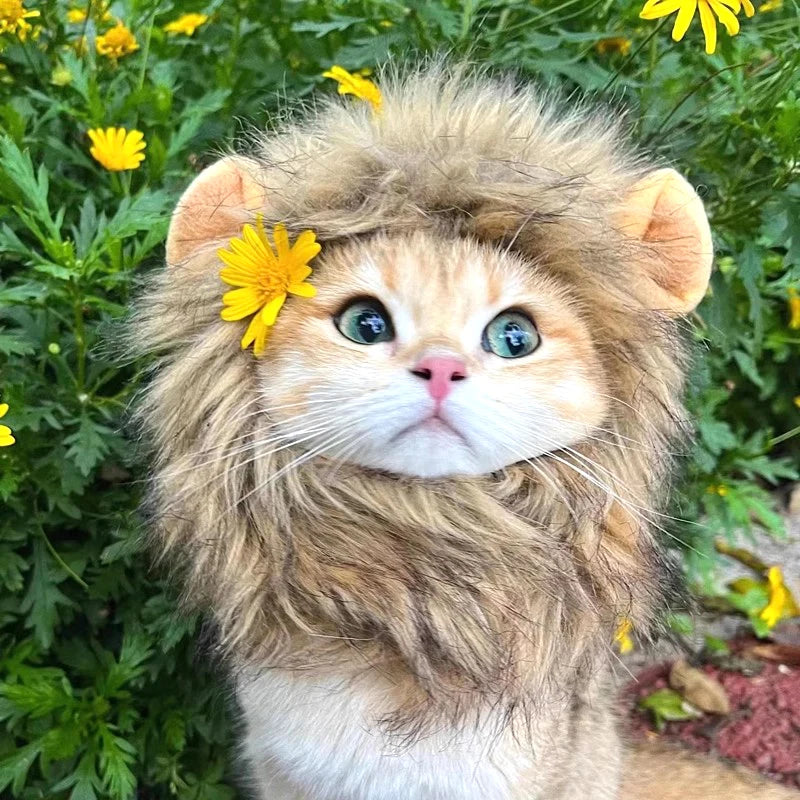 A fluffy orange and white kitten wearing a lion mane costume hat outdoors.