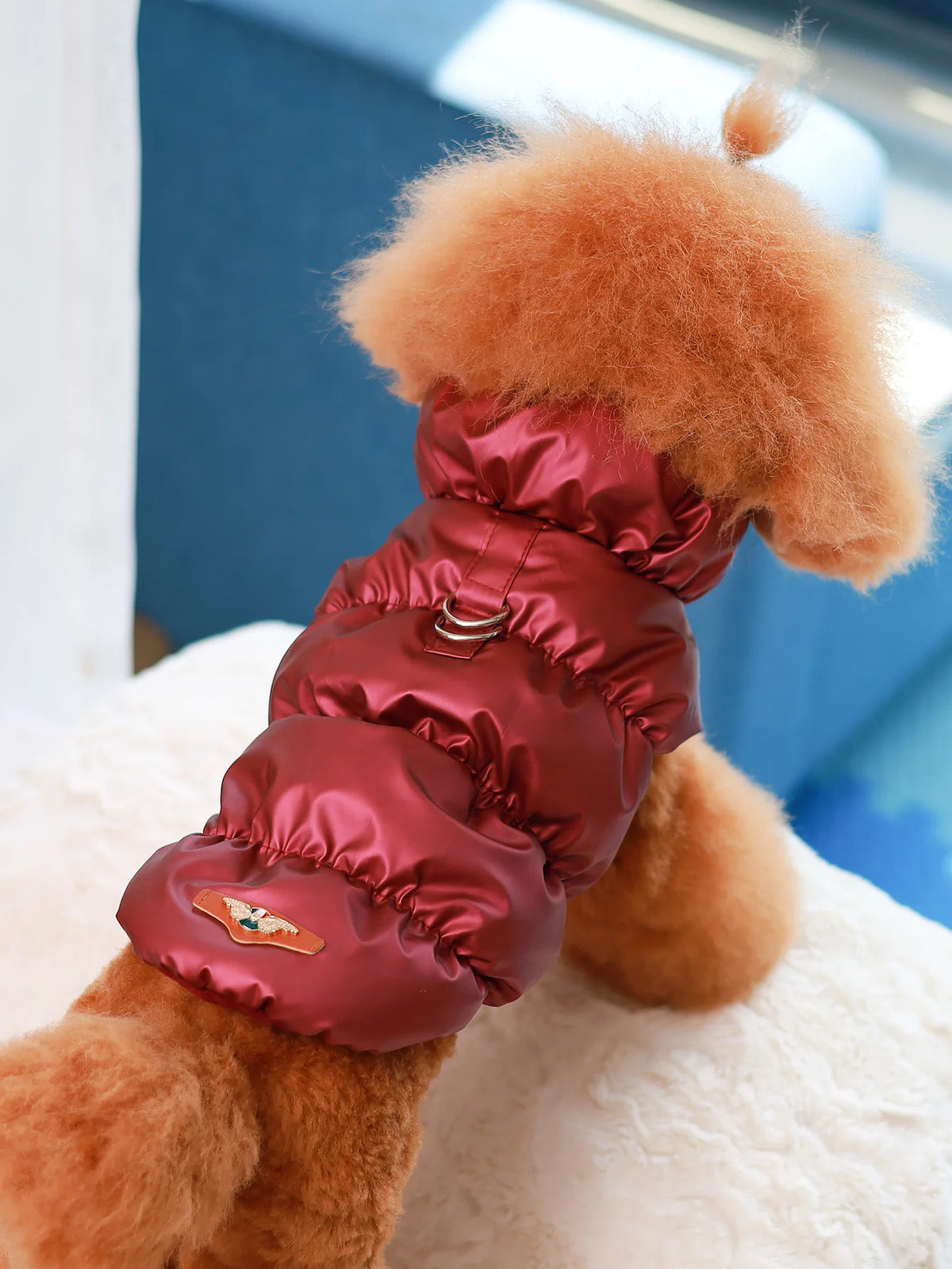 A fluffy orange dog wearing a shiny maroon quilted insulated jacket with a small emblem.