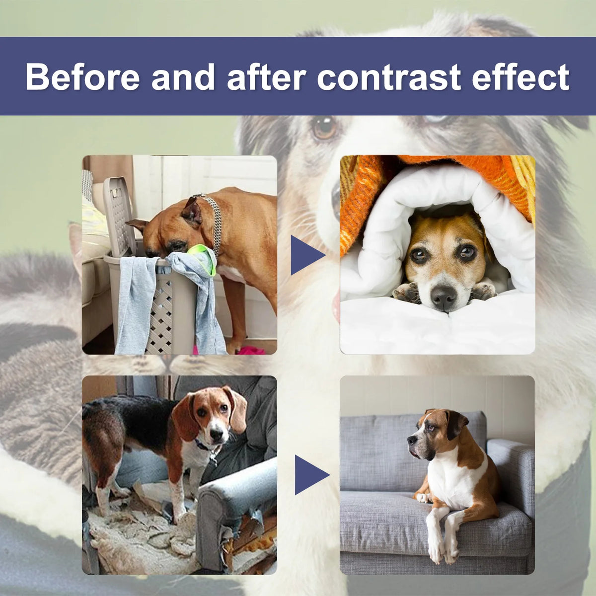 Contraste avant/après montrant le spray anti-morsure pour animaux qui empêche les dégâts sur les meubles