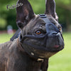 A dark-colored French Bulldog wearing a black nylon muzzle for protection.