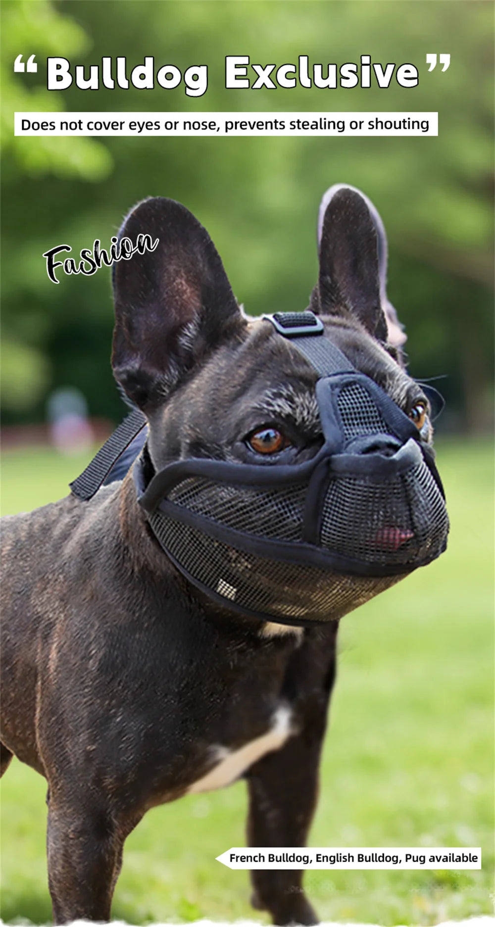 A dark-colored French Bulldog wearing a black nylon muzzle for protection.