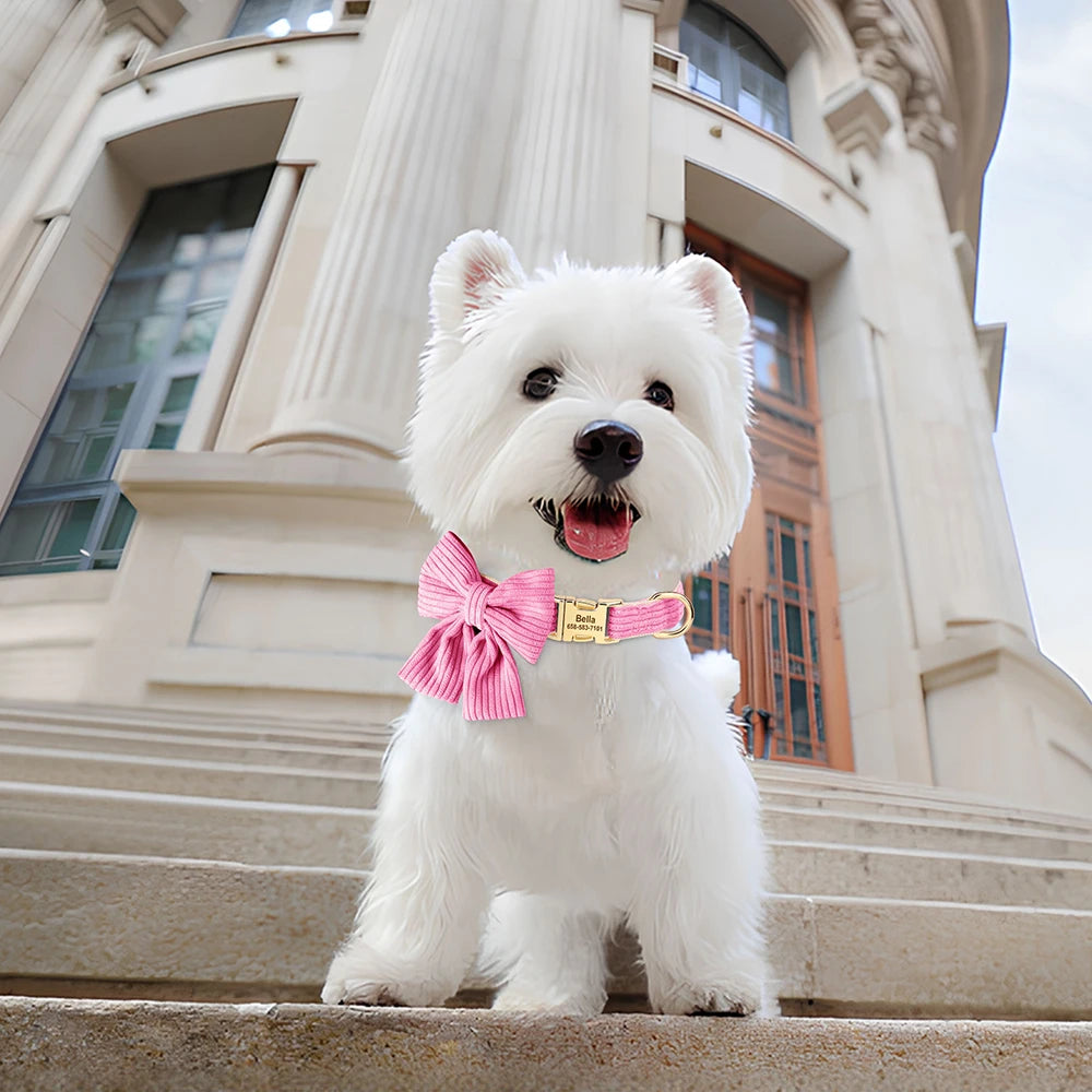 A white dog wearing a pink velvet bowknot collar standing on stone steps.