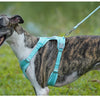 Reflective Nylon Dog Leash with Quick-Release Clip – 150cm