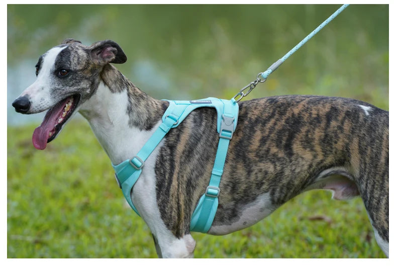Reflective Nylon Dog Leash with Quick-Release Clip – 150cm