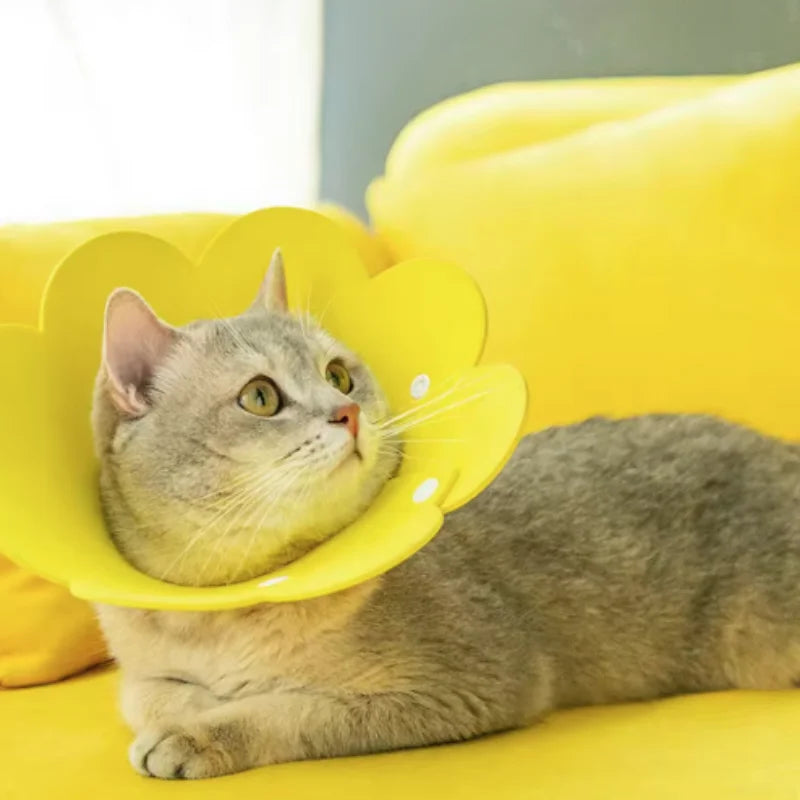 Collier de récupération en forme de fleur pour animaux, réglable