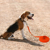 Waterproof PVC Dog Leash 3m to 15m