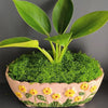 Natural Green Preserved Moss for DIY Crafts and Decor
