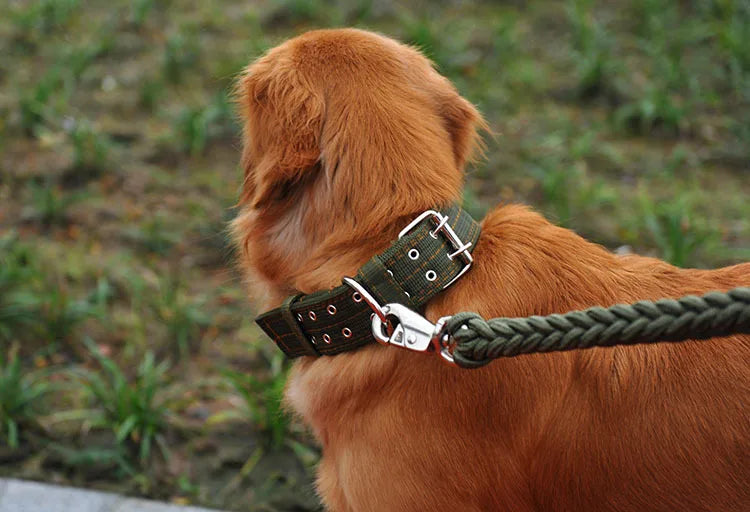 A close-up of a large, reddish-brown dog wearing a heavy duty tactical collar with a leather strap and metal buckle.