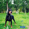 A black dog wearing a stainless steel training choke collar standing in a grassy outdoor field.