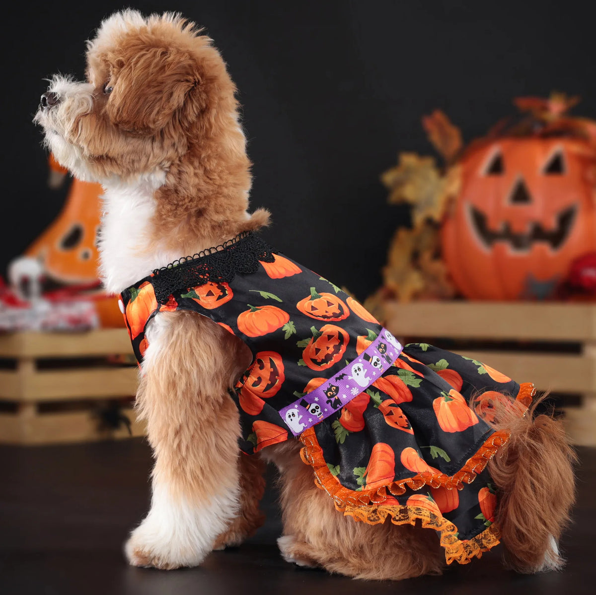 Pumpkin Lace Dog Dress for Small Dogs