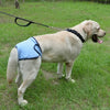 Reusable Dog Diapers for Heat Cycles and Incontinence