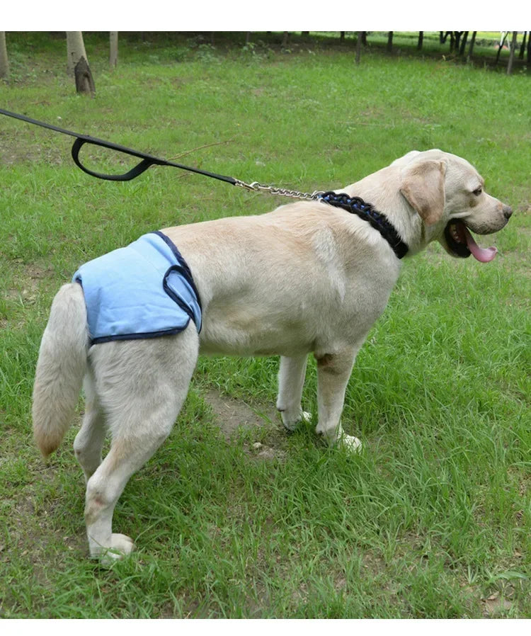 Reusable Dog Diapers for Heat Cycles and Incontinence