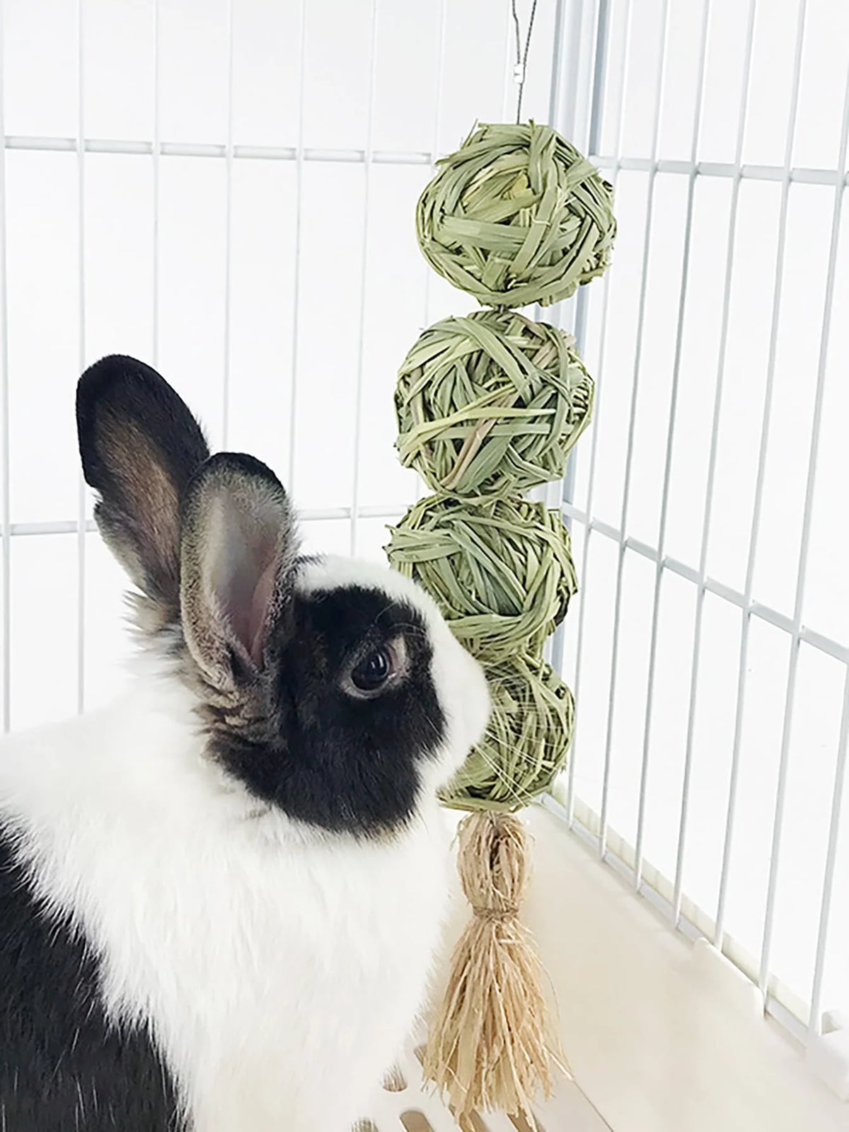 Ein weißes und schwarzes Kaninchen hängt an einem Drahtkäfig, mit einem grünen Gras-Kaugspielzeug darüber.