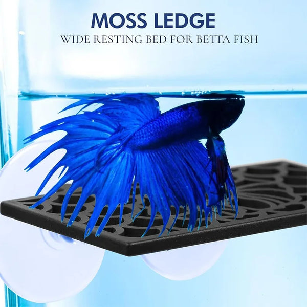 A vibrant blue betta fish is resting on a black moss ledge for an aquarium setup.