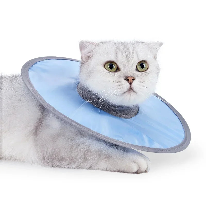 A fluffy gray cat wearing a light blue veterinary recovery collar.