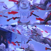 Clear Acrylic Aquarium Feeding Cup Ring Anti-drift Betta Fish Feeder