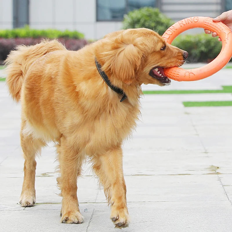 Ein Golden Retriever hält einen orangefarbenen, robusten EVA-Trainingsring im Maul.