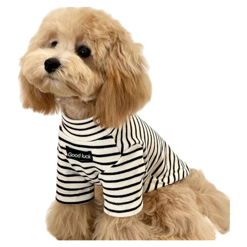 A light golden doodle dog wearing a black and white striped thermal sweater.