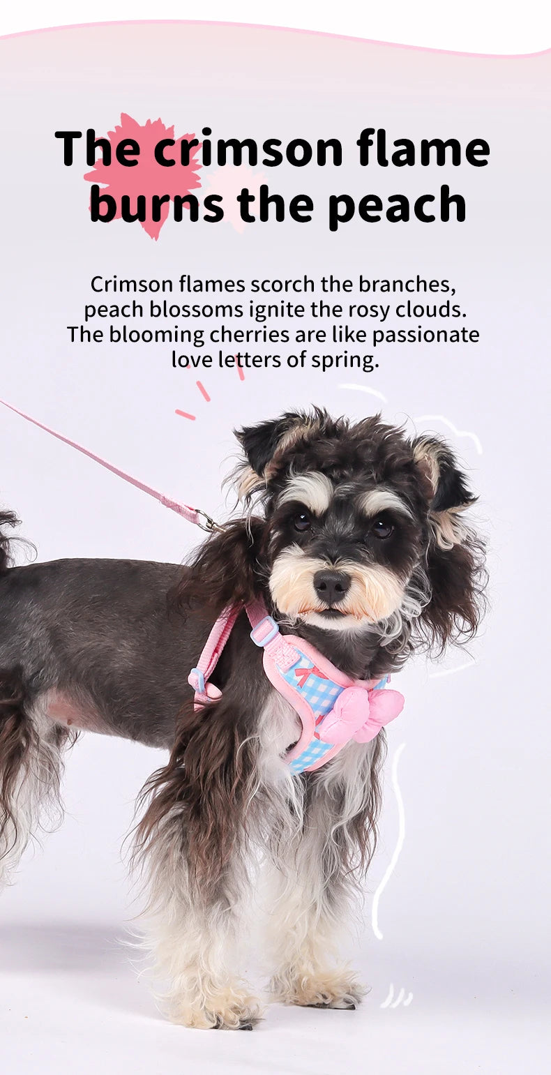 A small, fluffy dog wearing a pink plaid harness with a bow.