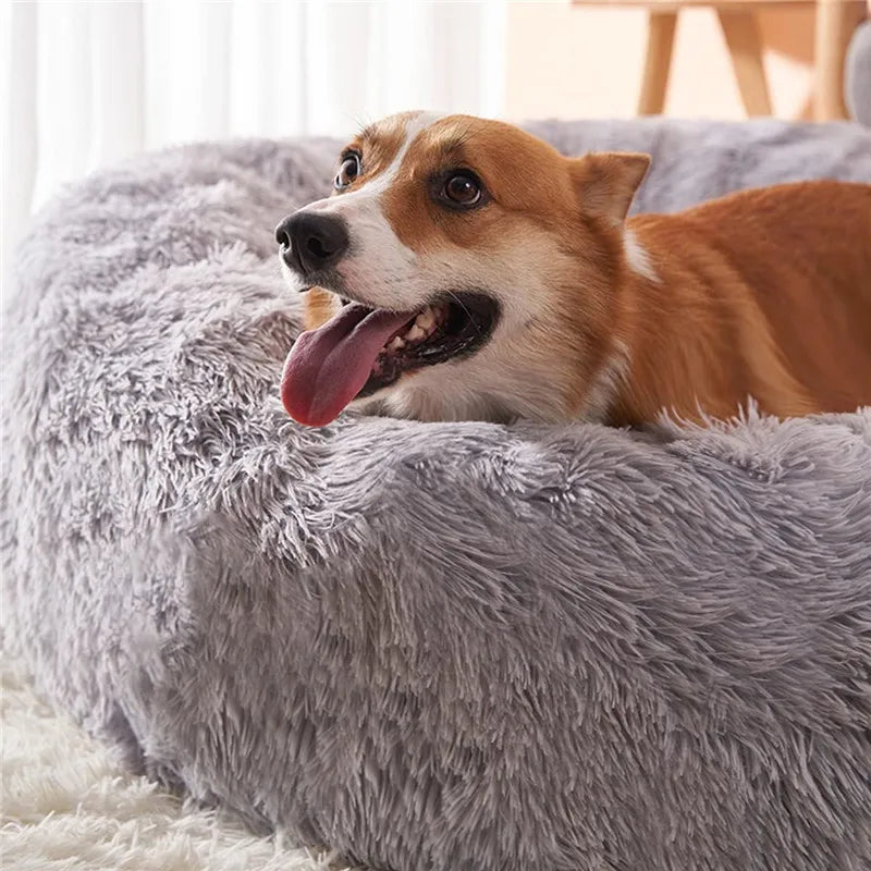 An orange and white dog lying on a gray plush pet bed.