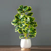 Artificial Heart-Leaf Ficus Plant with Green Leaves