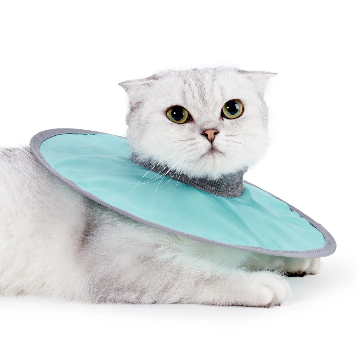 A fluffy gray cat wearing a light blue veterinary recovery collar.