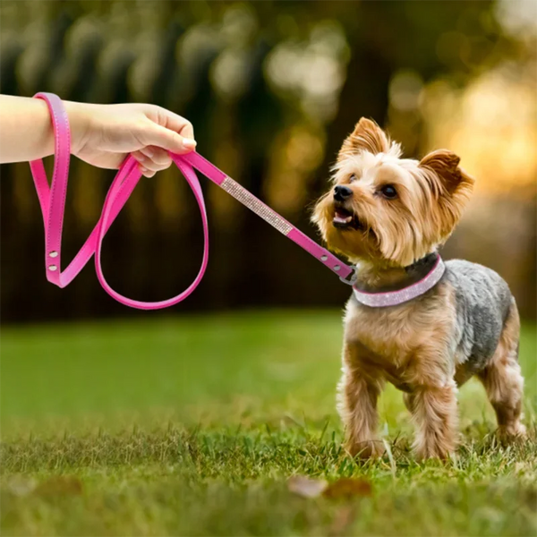 A person's hand is holding a pink leather dog collar attached to a small, light-colored dog outdoors.