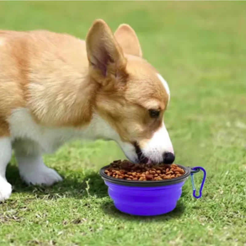 A light brown and white dog is eating dry kibble from a purple collapsible silicone pet travel bowl on green grass.