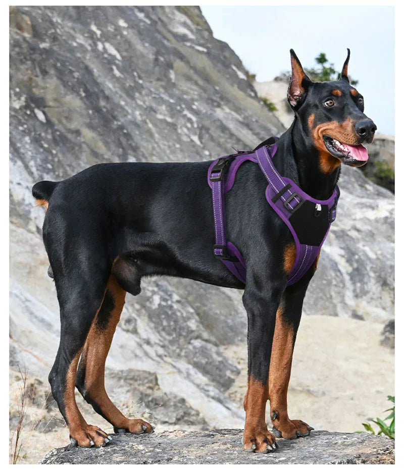 A black and tan dog wearing a purple tactical harness standing on a rock.