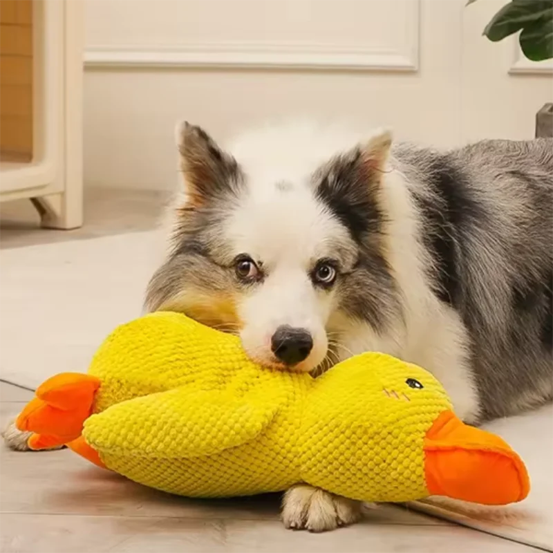 A fluffy dog is resting next to a bright yellow plush duck chew toy.