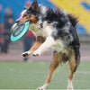 Un perro peludo de tres colores está en el aire atrapando un disco volador color turquesa.