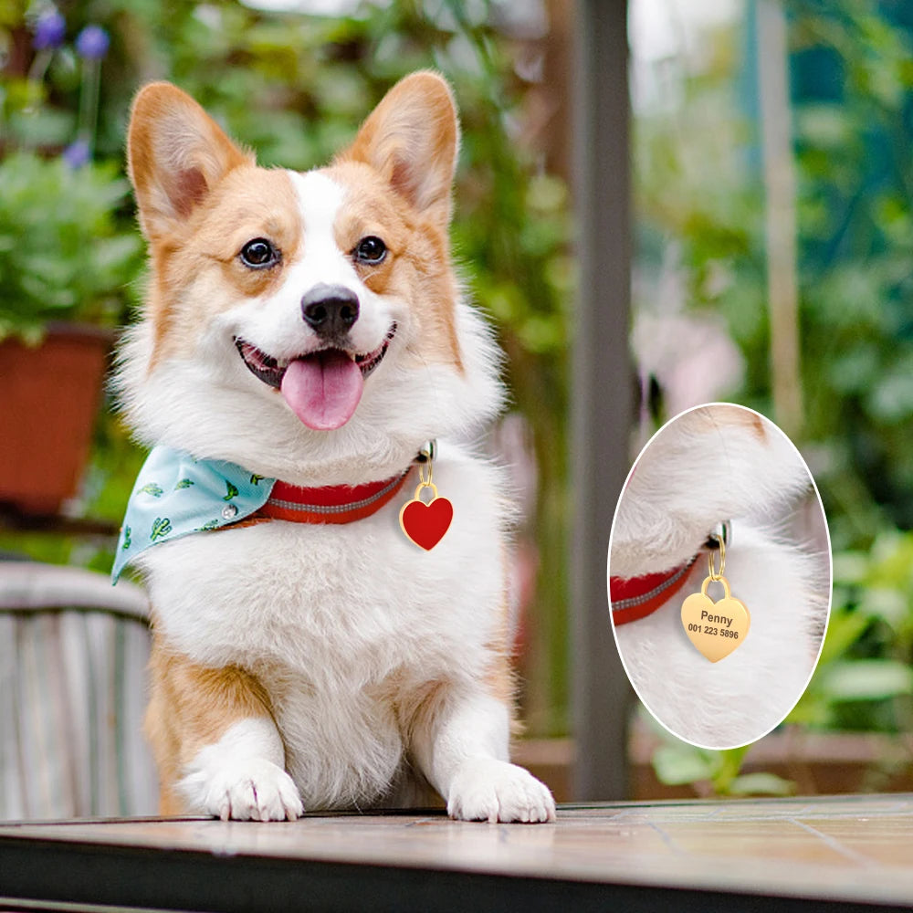 A fluffy Shiba Inu dog wearing a red collar and a heart-shaped personalized pet ID tag.
