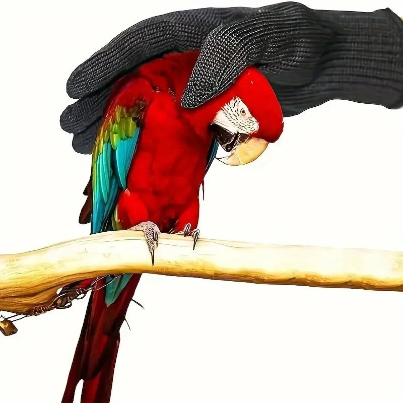 A red parrot with a black feathered cap perches on a light wooden branch.
