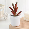 A small, reddish-brown artificial cactus succulent bonsai plant in a white ceramic pot sitting on a wooden surface.