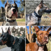 Heavy-Duty Nylon Dog Collar with Padded Lining and Metal Buckle