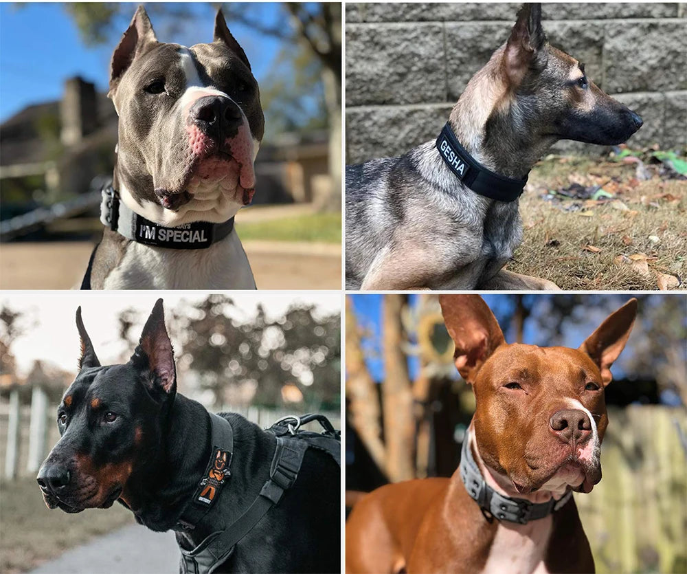 Heavy-Duty Nylon Dog Collar with Padded Lining and Metal Buckle