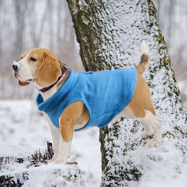 A light brown and white dog wearing a bright blue fleece vest standing next to a tree covered in snow.