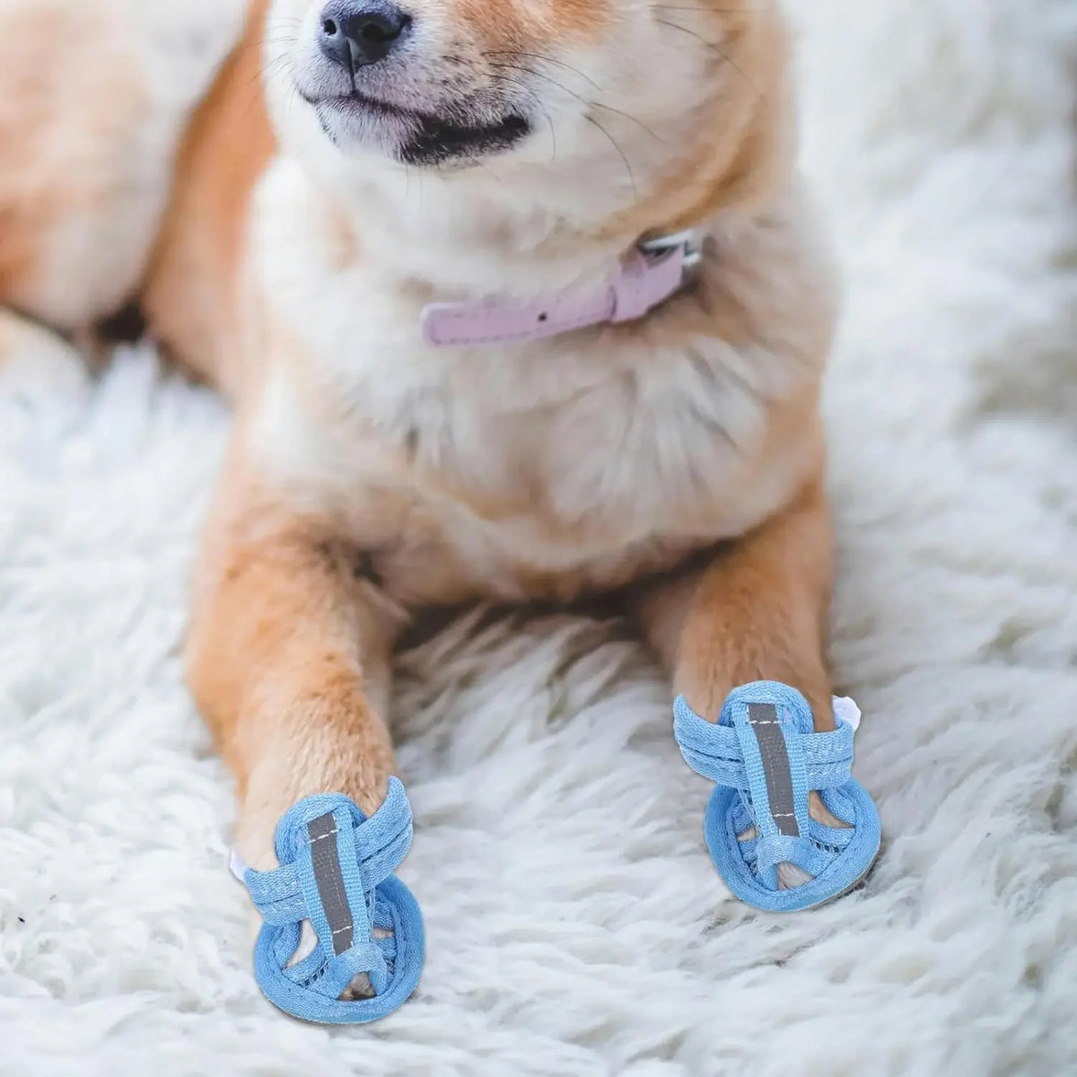 A light brown and white dog is lying on a white fluffy rug wearing blue breathable summer dog shoes.