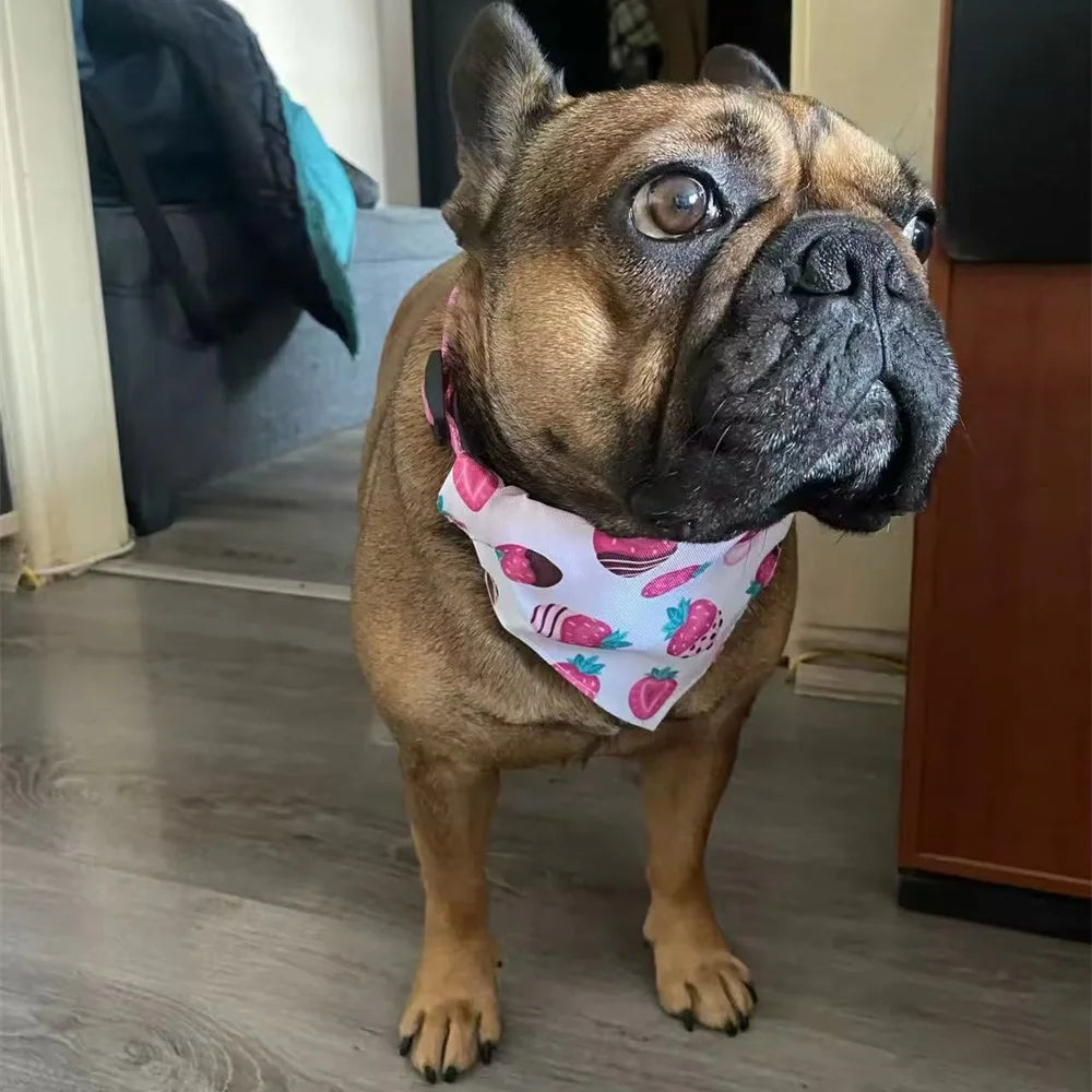 A brown bulldog wearing a pink and white printed pet collar with a matching bandana.