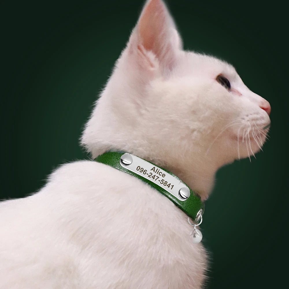 A white cat wearing a personalized leather collar engraved with the name Alice and phone number.