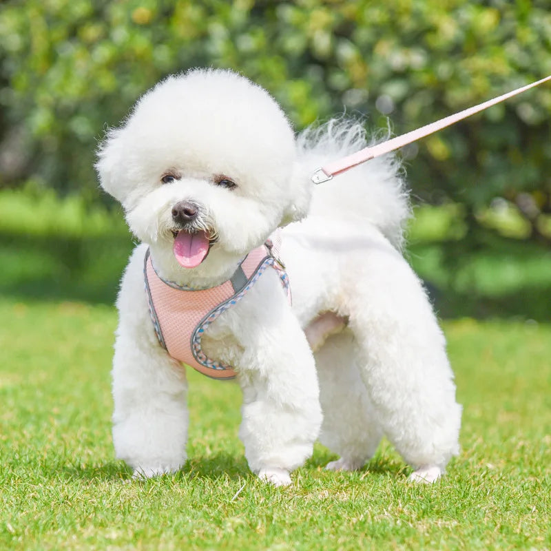 A fluffy white dog wearing a pink harness and holding a leash in a grassy outdoor setting.