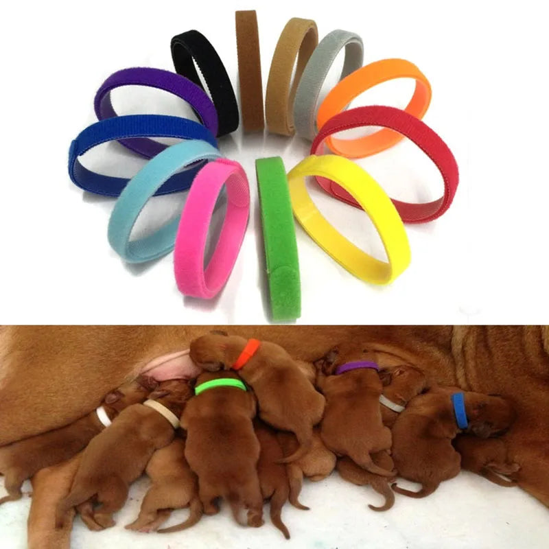 A collection of colorful nylon puppy collars in various shades and sizes.