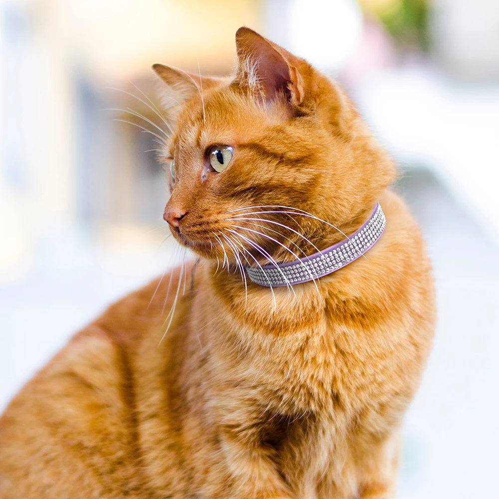 An orange tabby cat wearing a silver rhinestone suede collar.