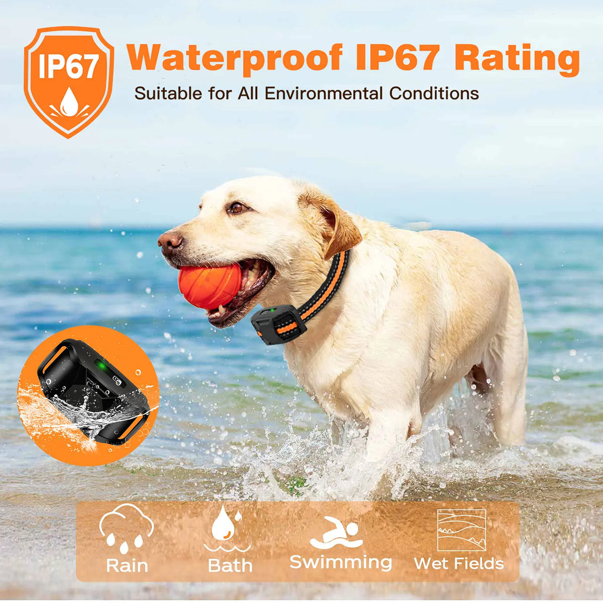 Un perro dorado corre por el agua con un collar de entrenamiento eléctrico, demostrando su clasificación IP67 a prueba de agu
