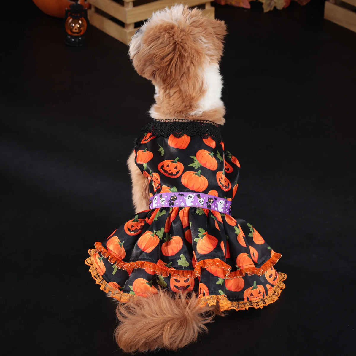 Pumpkin Lace Dog Dress for Small Dogs