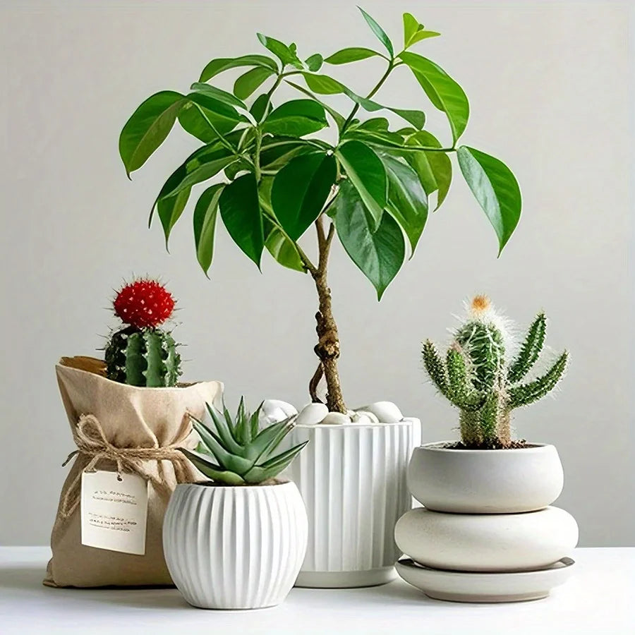 A potted plant arrangement featuring a cactus and various white ceramic vessels and natural pebbles.