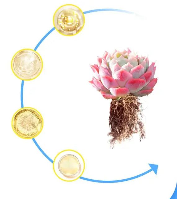 A diagram showing the process of controlled release fertilizer for succulents and potted plants.